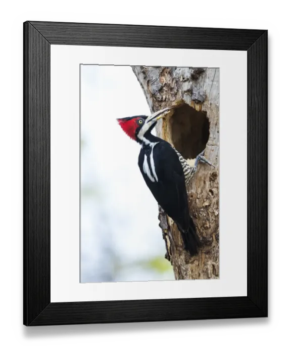 Framed Print : South America, Brazil, The Pantanal, crimson-crested woodpecker, Campephilus melanoleucus Framed Print : South America, Brazil, The Pantanal, crimson-crested woodpecker, Campephilus melanoleucus