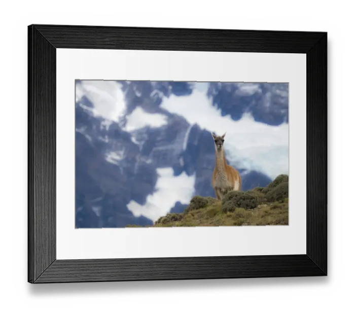 Framed Print : Chile, Guanaco Framed Print : Chile, Guanaco