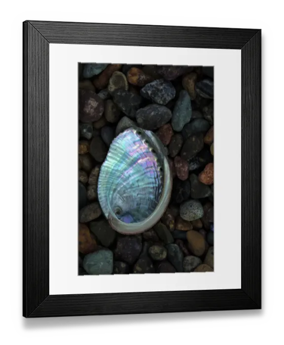 Framed Print : USA, California, La Jolla. Baby abalone shell on cobblestone beach