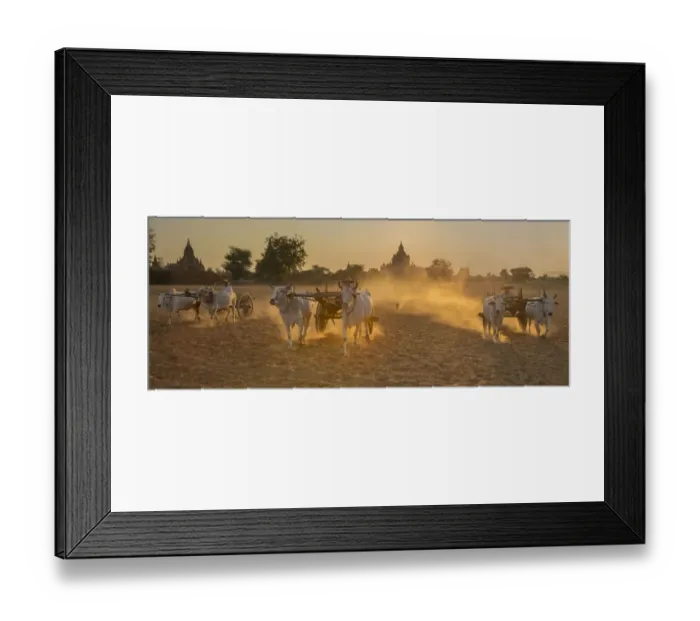 Framed Print : Oxcarts at work on a farm in Bagan, Myanmar Framed Print : Oxcarts at work on a farm in Bagan, Myanmar
