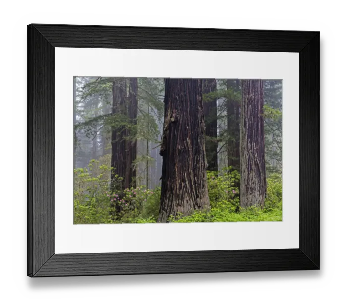 Framed Print : CA, Del Norte Coast Redwoods State Park, redwood trees with rhododendrons