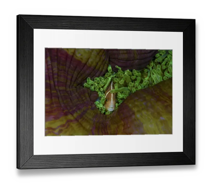 Framed Print : South Pacific, Solomon Islands. Close-up of pink anemonefish Framed Print : South Pacific, Solomon Islands. Close-up of pink anemonefish