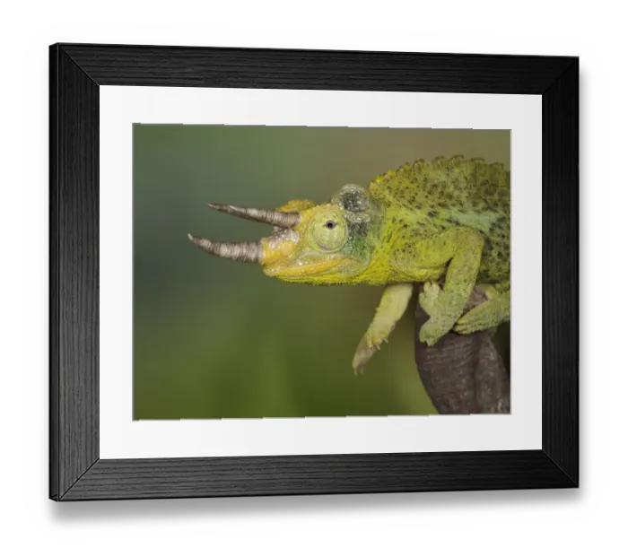 Framed Print : Jacksons Three-horned Chameleon, Trioceros, Chameleon jacksoni xantholophus Framed Print : Jacksons Three-horned Chameleon, Trioceros, Chameleon jacksoni xantholophus