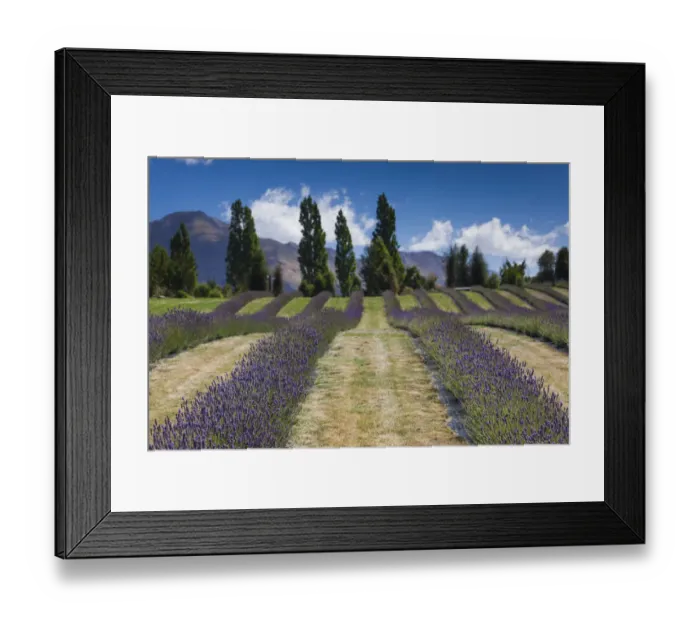 Framed Print : New Zealand, South Island, Otago, Wanaka, lavender farm Framed Print : New Zealand, South Island, Otago, Wanaka, lavender farm