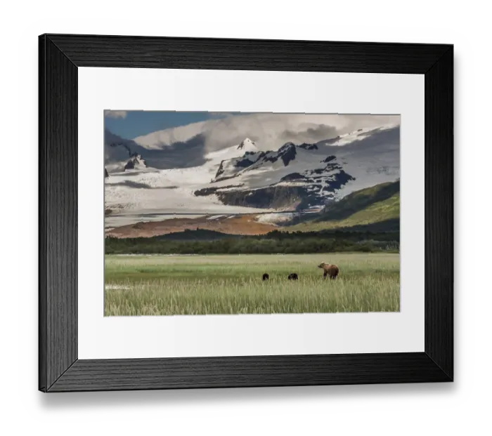 Framed Print : North America, USA, Alaska, Katmai National Park. Coastal Brown Bear, Grizzly, Ursus arctos Framed Print : North America, USA, Alaska, Katmai National Park. Coastal Brown Bear, Grizzly, Ursus arctos