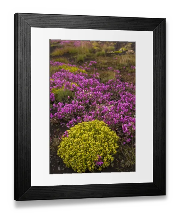 Framed Print : Europe, Iceland, Southwest Iceland. Masses of wildflowers are found in the summer Framed Print : Europe, Iceland, Southwest Iceland. Masses of wildflowers are found in the summer