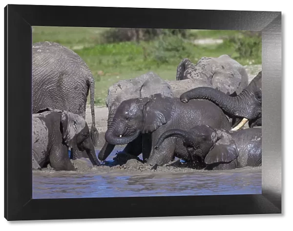 Africa. Tanzania. African elephants (Loxodonta africana) bathing at Ndutu in Serengeti