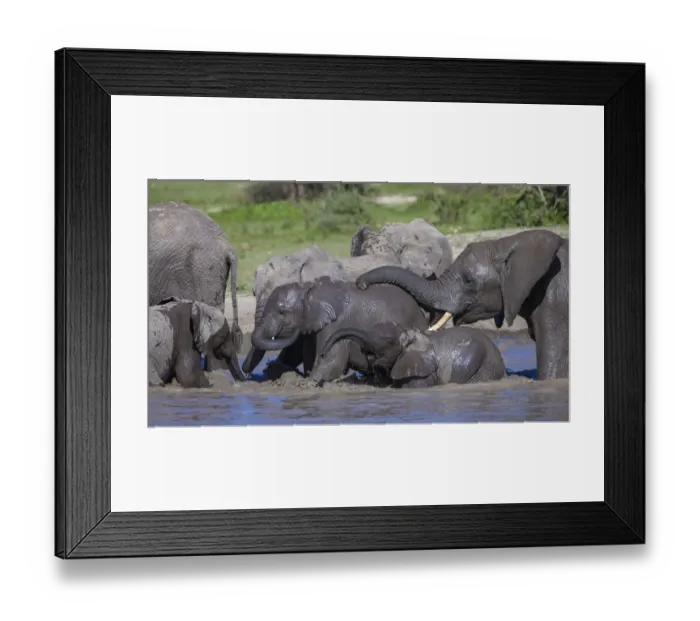 Framed Print : Africa. Tanzania. African elephants (Loxodonta africana) bathing at Ndutu in Serengeti Framed Print : Africa. Tanzania. African elephants (Loxodonta africana) bathing at Ndutu in Serengeti