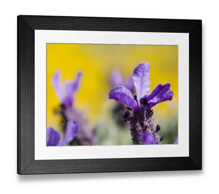 Framed Print : French Lavender or Spanish Lavender, Topped Lavender (Lavandula stoechas) at the Costa Vicentina Framed Print : French Lavender or Spanish Lavender, Topped Lavender (Lavandula stoechas) at the Costa Vicentina