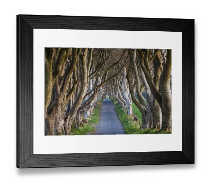 Framed Print : UK, Northern Ireland, County Antrim, Ballymoney, The Dark Hedges, tree-lined road at dawn Framed Print : UK, Northern Ireland, County Antrim, Ballymoney, The Dark Hedges, tree-lined road at dawn