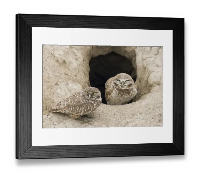 Framed Print : Burrowing Owls at Nest Entrance