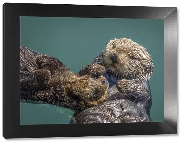 USA, California, Morro Bay State Park. Sea Otter mother with pup