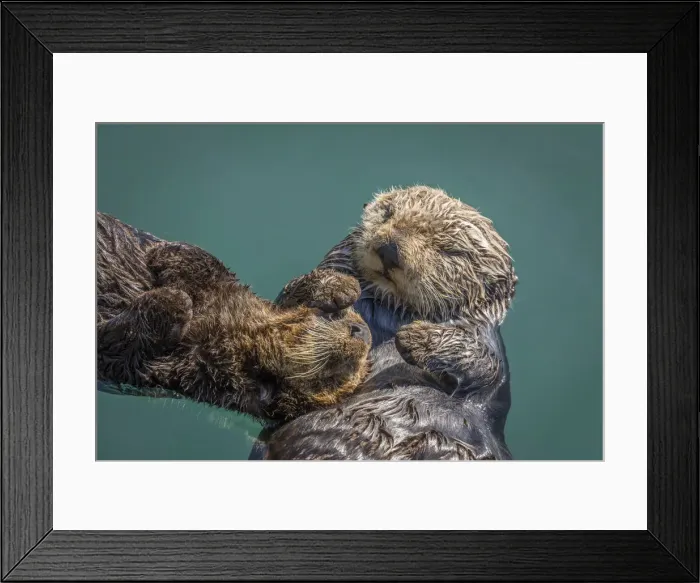 Framed Print : USA, California, Morro Bay State Park. Sea Otter mother with pup Framed Print : USA, California, Morro Bay State Park. Sea Otter mother with pup