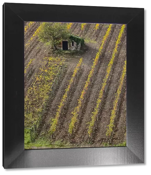Europe; Italy; Tuscany; Monticiano; Small Shed in Harvest Vineyard
