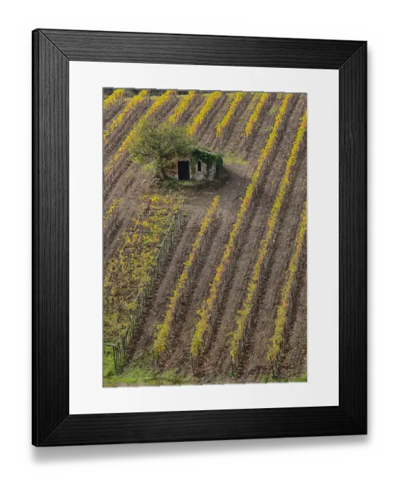 Framed Print : Europe; Italy; Tuscany; Monticiano; Small Shed in Harvest Vineyard Framed Print : Europe; Italy; Tuscany; Monticiano; Small Shed in Harvest Vineyard