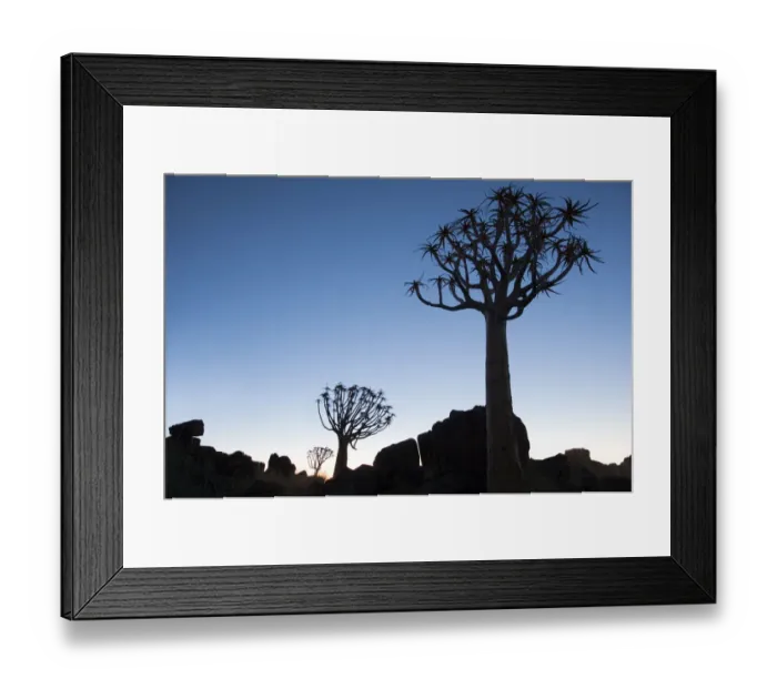 Framed Print : Africa, Namibia, Keetmanshoop, Quiver Tree Forest, (Aloe dichotoma), Kokerbooms Framed Print : Africa, Namibia, Keetmanshoop, Quiver Tree Forest, (Aloe dichotoma), Kokerbooms