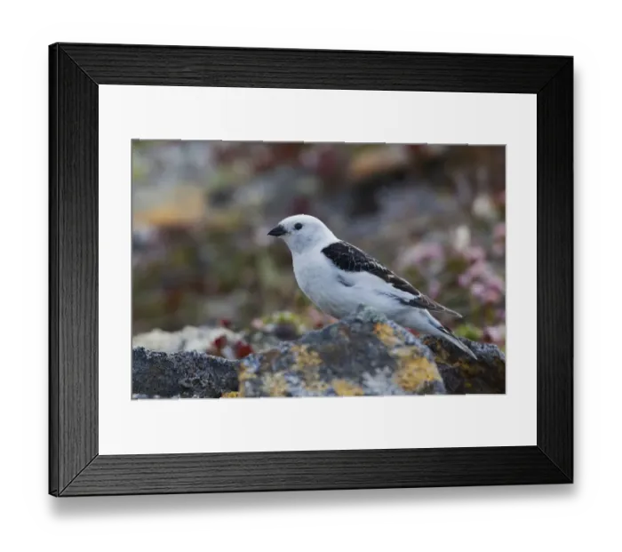 Framed Print : Snow Bunting