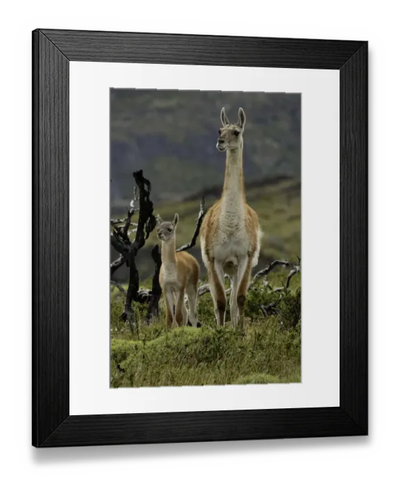 Framed Print : Guanaco and baby (Lama guanaco), Andes Mountain, Torres del Paine National Park, Chile Framed Print : Guanaco and baby (Lama guanaco), Andes Mountain, Torres del Paine National Park, Chile