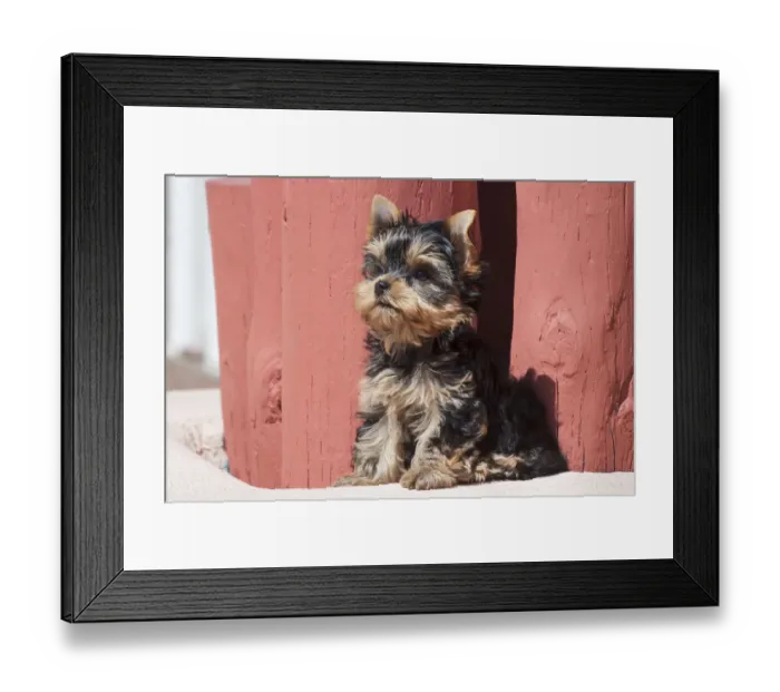 Framed Print : Yorkshire Terrier Puppy sitting Framed Print : Yorkshire Terrier Puppy sitting