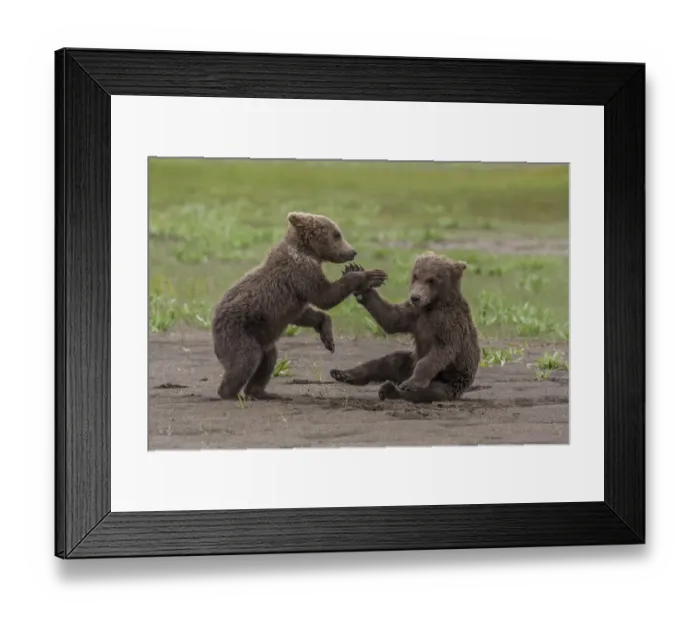 Framed Print : North America, USA, Alaska, Katmai National Park, Hallo Bay. Coastal Brown Bear, Grizzly Framed Print : North America, USA, Alaska, Katmai National Park, Hallo Bay. Coastal Brown Bear, Grizzly