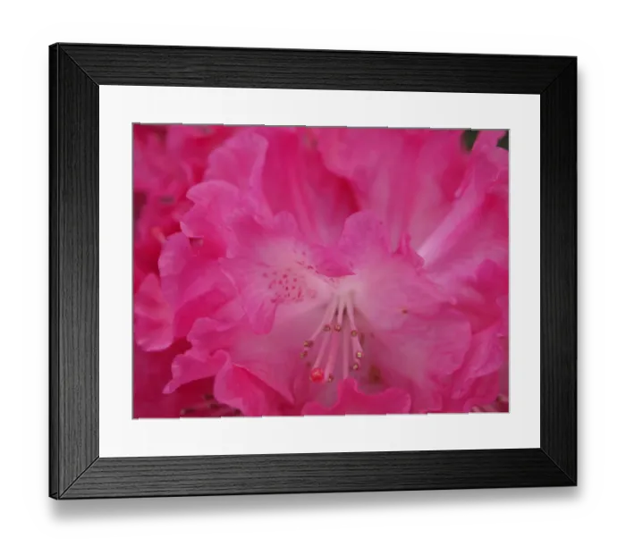 Framed Print : Rhododendron bloom closeup Framed Print : Rhododendron bloom closeup