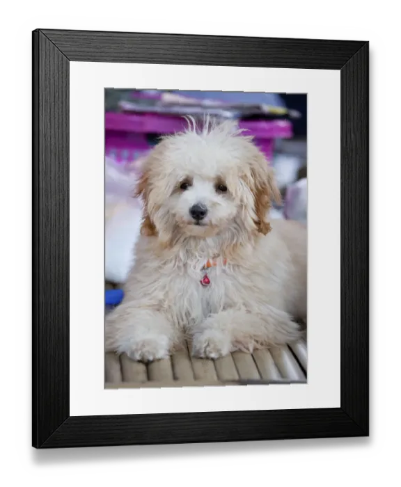 Framed Print : Fluffy white dog, Thailand Framed Print : Fluffy white dog, Thailand