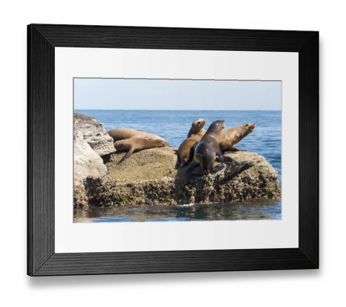 Framed Print : Mexico, Baja California Sur. Isla Coronado California Sea Lion colony haul out called La Lobera Framed Print : Mexico, Baja California Sur. Isla Coronado California Sea Lion colony haul out called La Lobera