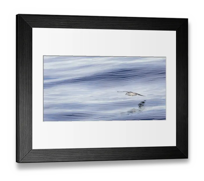 Framed Print : Northern Fulmar, also called Arctic Fulmar (Fulmarus glacialis) near the coast of