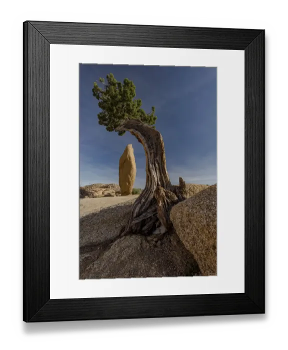 Framed Print : Twisted juniper (Juniperus osteosperma) growing from the granite rocks, Joshua Tree National Park Framed Print : Twisted juniper (Juniperus osteosperma) growing from the granite rocks, Joshua Tree National Park