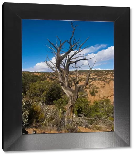 North America, USA, Arizona Tsegi, Navajo National Monument Gnarled Tree On Sandal Trail
