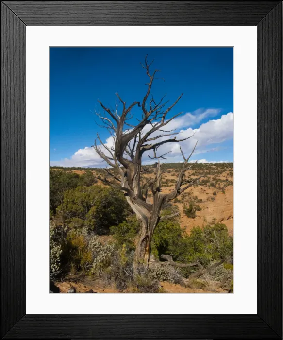 Framed Print : North America, USA, Arizona Tsegi, Navajo National Monument Gnarled Tree On Sandal Trail
