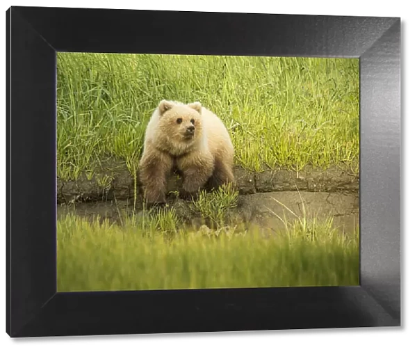 USA, Alaska, Grizzly Bear Cub