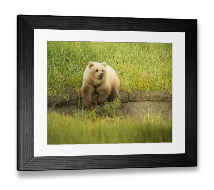 Framed Print : USA, Alaska, Grizzly Bear Cub