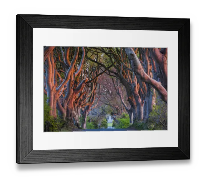 Framed Print : UK, Northern Ireland, County Antrim, Ballymoney, The Dark Hedges, tree-lined road at dawn