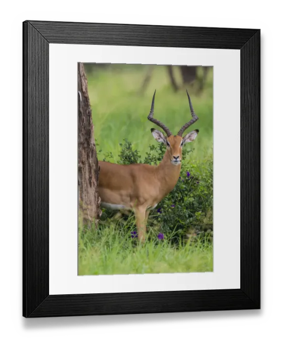 Framed Print : Africa. Tanzania. Male Impala (Aepyceros melampus) in Serengeti NP Framed Print : Africa. Tanzania. Male Impala (Aepyceros melampus) in Serengeti NP