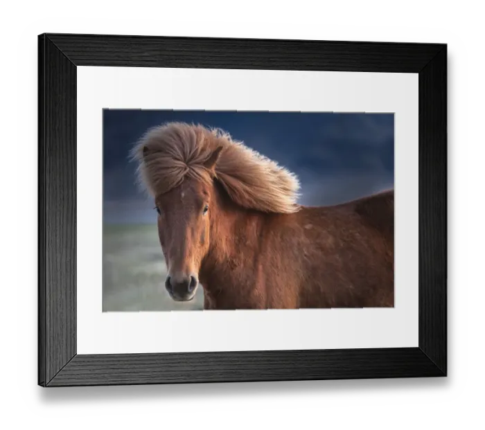 Framed Print : Iceland. Icelandic horse in sunset light Framed Print : Iceland. Icelandic horse in sunset light