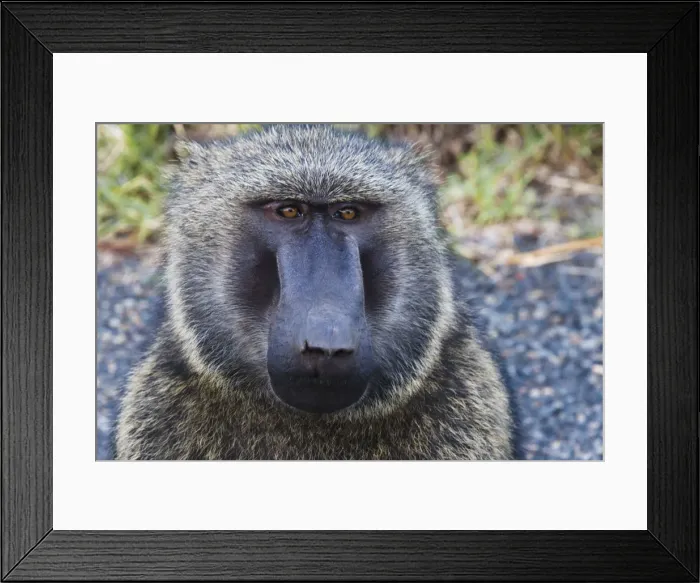 Framed Print : Baboon in Abijatta-Shalla Lakes National Park, Ethiopia Framed Print : Baboon in Abijatta-Shalla Lakes National Park, Ethiopia