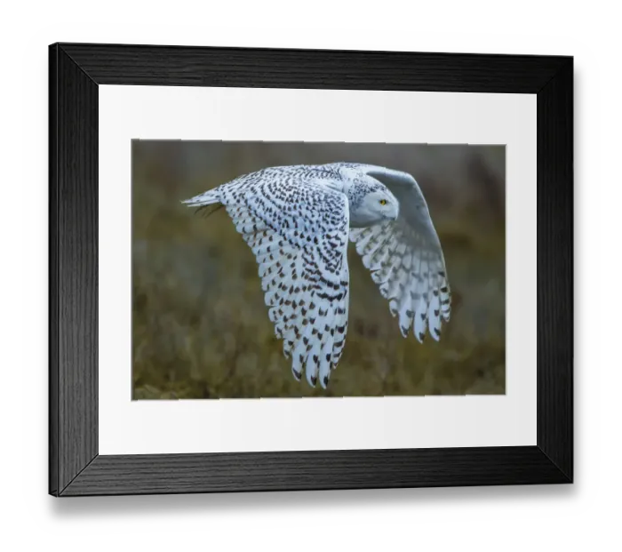 Framed Print : Snowy owl, George C. Reifel Migratory Bird Sanctuary, British Columbia, Canada Framed Print : Snowy owl, George C. Reifel Migratory Bird Sanctuary, British Columbia, Canada