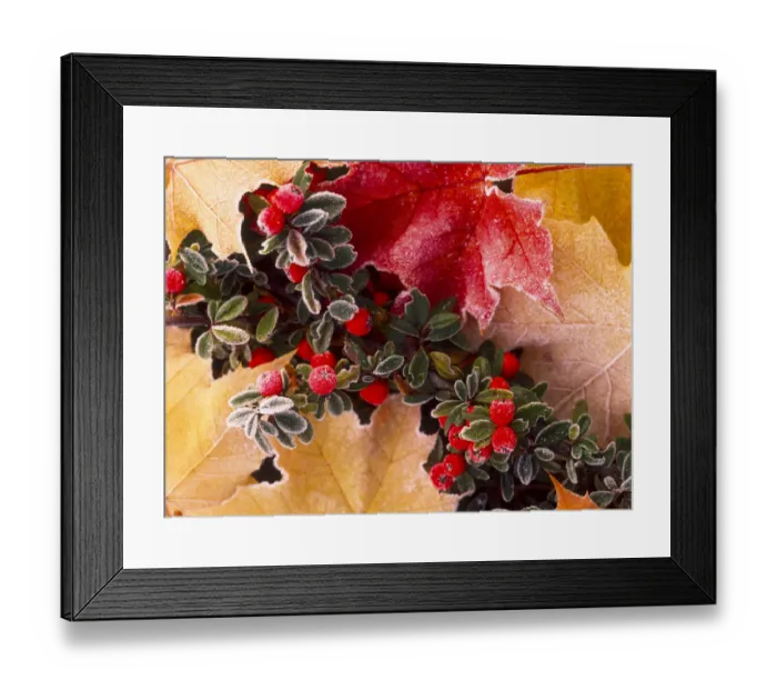 Framed Print : Close-up of frost-covered leaves and berries in autumn