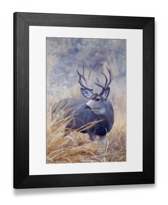 Framed Print : Mule Deer Buck, Foggy Frosty Morning Framed Print : Mule Deer Buck, Foggy Frosty Morning