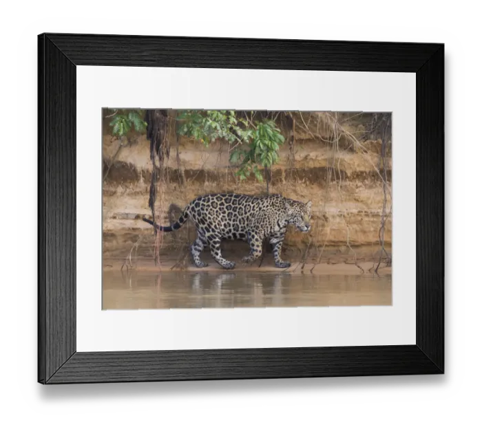 Framed Print : South America, Brazil, The Pantanal, Rio Cuiaba, jaguar, Panthera onca Framed Print : South America, Brazil, The Pantanal, Rio Cuiaba, jaguar, Panthera onca