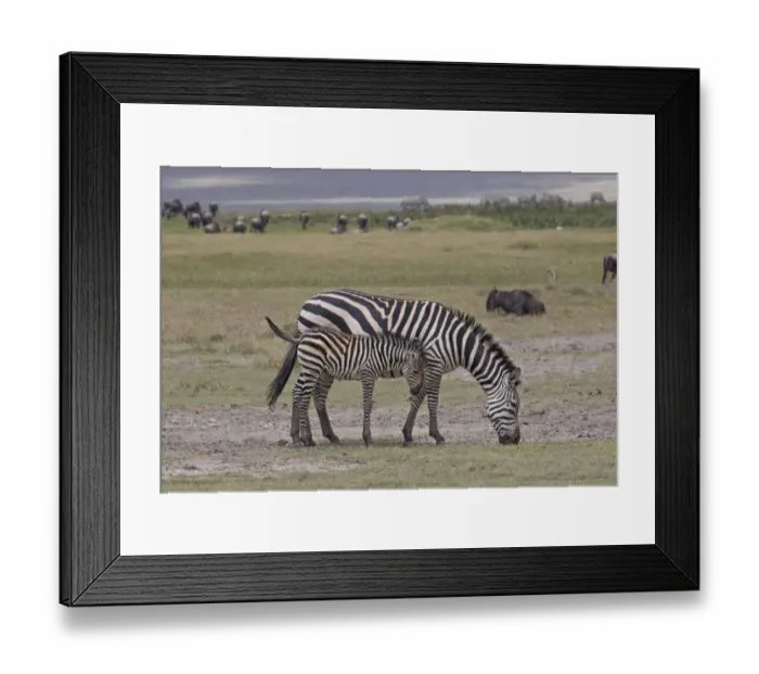 Framed Print : Africa, Tanzania, Ngorongoro Crater. Plains or common zebras, (Equus quagga) grazing Framed Print : Africa, Tanzania, Ngorongoro Crater. Plains or common zebras, (Equus quagga) grazing
