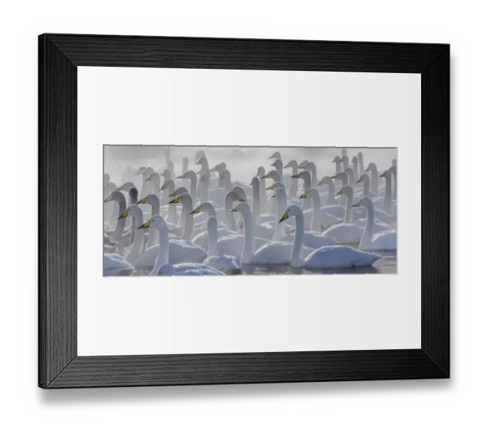 Framed Print : Whooper swans, Hokkaido, Japan Framed Print : Whooper swans, Hokkaido, Japan