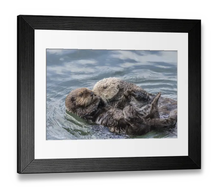 Framed Print : USA, California, San Luis Obispo County. Sea otter mother and pup grooming. Credit as