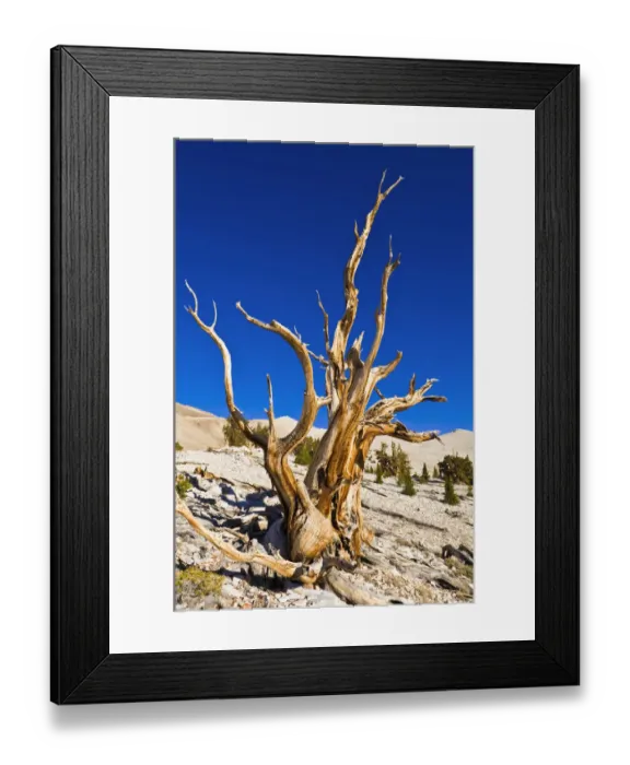 Framed Print : Ancient Bristlecone Pines (Pinus longaeva) in the Patriarch Grove, Ancient Bristlecone Pine Forest Framed Print : Ancient Bristlecone Pines (Pinus longaeva) in the Patriarch Grove, Ancient Bristlecone Pine Forest