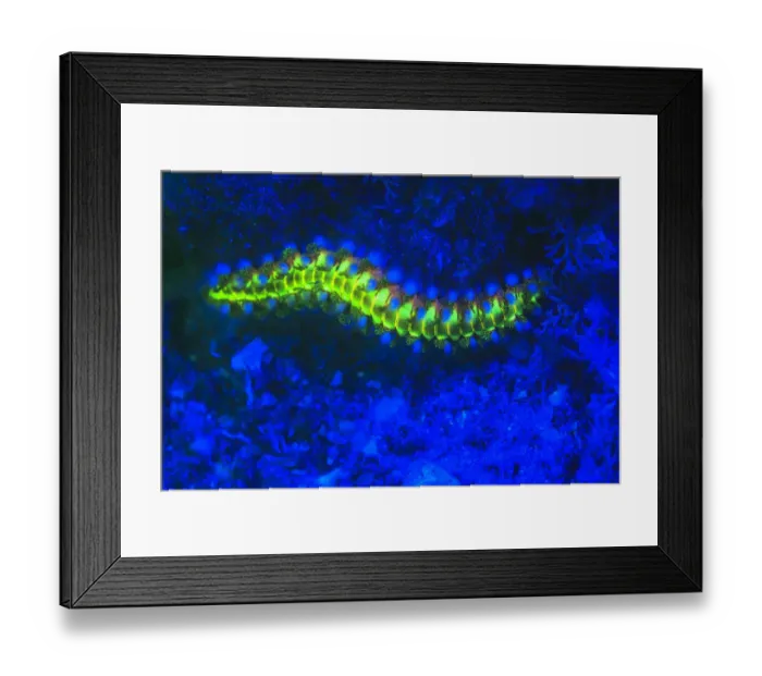 Framed Print : Bearded Fireworm (Hermodice carunculata), Underwater Fluorescence, Blue Heron Bridge