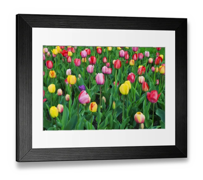 Framed Print : Tulips at the Boston Public Garden, Boston, Massachusetts USA Framed Print : Tulips at the Boston Public Garden, Boston, Massachusetts USA