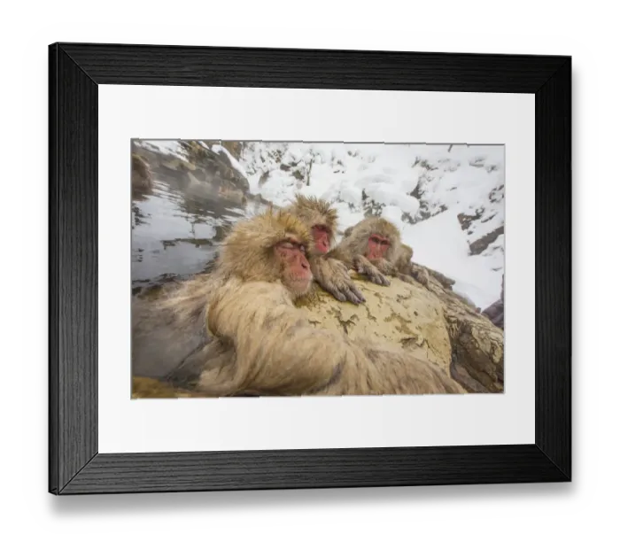 Framed Print : Japan, Yamanouchi, Jigokudani Monkey Park. Japanese macaques in thermal pool. Credit as Framed Print : Japan, Yamanouchi, Jigokudani Monkey Park. Japanese macaques in thermal pool. Credit as