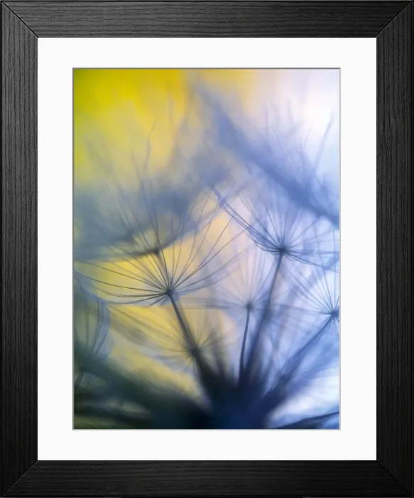 Framed Print : Abstract close-up in yellows and blues of a dandelion seed puff Framed Print : Abstract close-up in yellows and blues of a dandelion seed puff