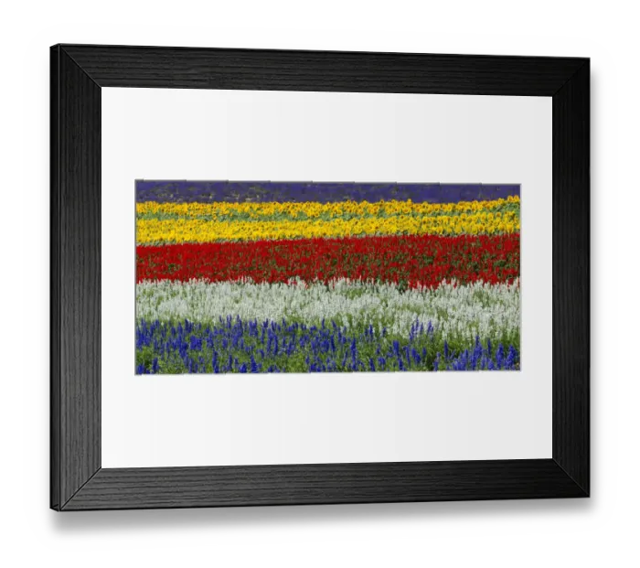 Framed Print : Colorful flowers in the lavender farm, Furano, Hokkaido, Japan